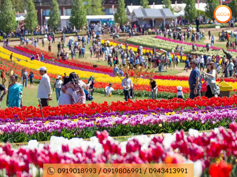 Lễ hội hoa Tulip thu hút hàng ngàn du khách - Du lịch 360Go